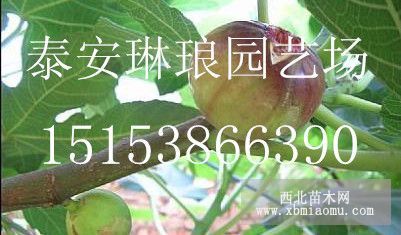 一公分無花果樹苗，兩公分無花果樹苗，三公分無花果苗。