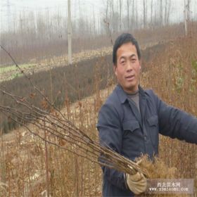 花椒苗种子 大红袍花椒苗 花椒苗多少钱