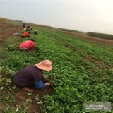 丰香草莓苗 丰香草莓苗价格