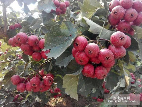 甜紅子山楂樹苗