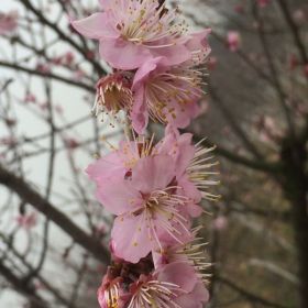 初美人（椿寒樱） 迎春樱（杭州早樱）染井吉野 松月 华中樱