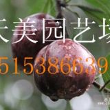 供應(yīng)一年黑桃嫁接苗，兩年黑桃嫁接苗，0.5公分左右