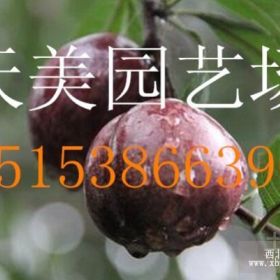 供應(yīng)一年黑桃嫁接苗，兩年黑桃嫁接苗，0.5公分左右