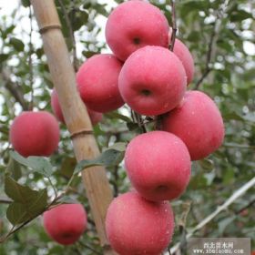 红富士苹果树苗 红富士苹果树苗价格