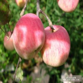 矮化苹果树苗 矮化苹果树苗品种介绍