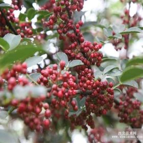 泰山花椒苗 麻椒苗