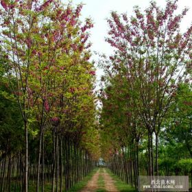 供應(yīng)香花槐小苗，3-10公分香花槐