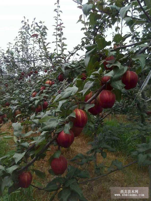 陜西甜酥紅梨苗價(jià)格