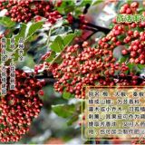 山東大紅袍花椒苗 花椒苗基地 花椒苗價(jià)格