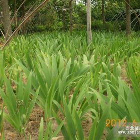 供应：玉簪 鸢尾 萱草 八宝景天 红花石蒜 美人蕉 千尾菜等