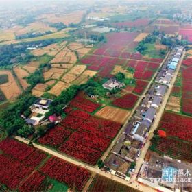 供应“红霞杨”园林景观设计彩叶植物