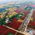 供應“紅霞楊”園林景觀設計彩葉植物