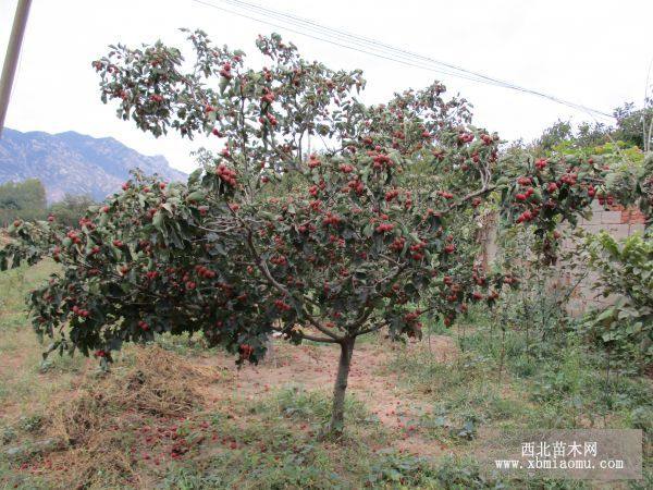 甜红子山楂苗