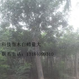 8公分白蜡价格特殊