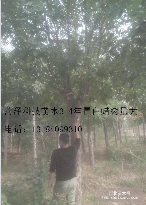 12公分白蜡价格