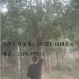 17公分白蠟價格怎么樣