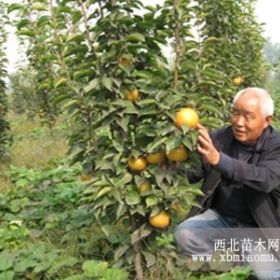 河南哪里的果树苗涨势好