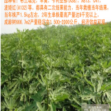 新疆无花果树苗价格 2017年无花果树苗批发基地