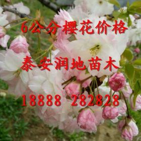 6公分樱花价格