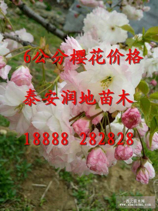 6公分櫻花價格