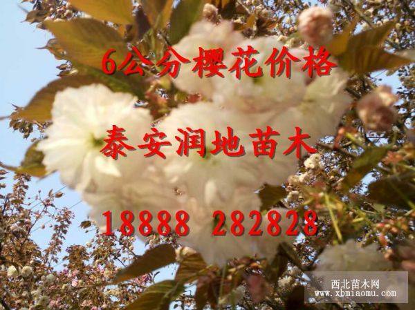 6公分櫻花價格