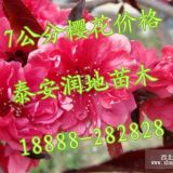 7公分櫻花價(jià)格/山東7公分櫻花批發(fā)價(jià)格