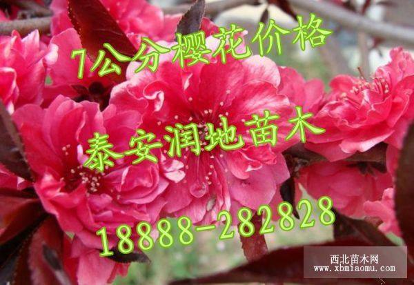 7公分樱花价格