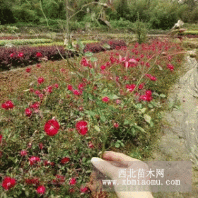 月季花 月季花小苗价格