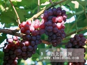 巨峰葡萄苗2017年价格 辽宁熊岳宝权苗圃为您提供