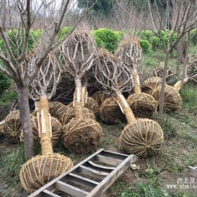 成都精品櫻花等綠化苗木規(guī)格齊全 、香樟、桂花、銀杏等