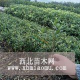 栀子花小苗 栀子花小苗价格