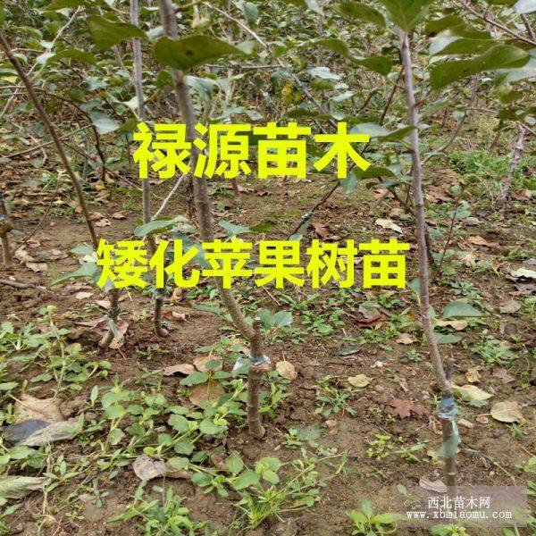 烟富6号苹果苗