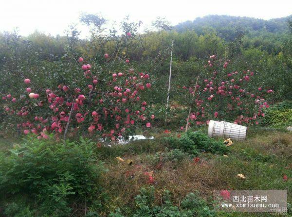 红嘎啦苹果苗