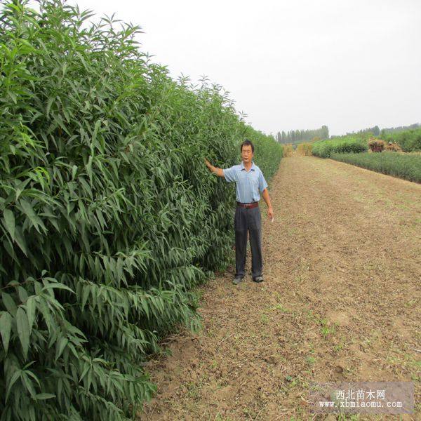 水蜜桃树苗