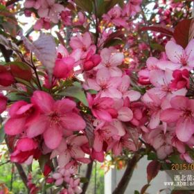 供應(yīng)皇家雨點、紫色王子、白蘭地、