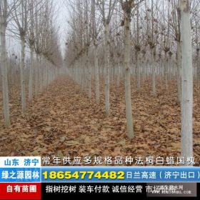 供应速生法桐胸径18公分原生冠10米平头分支3米左右300棵