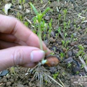 供應(yīng)大量毛桃樹(shù)幼苗芽苗小苗