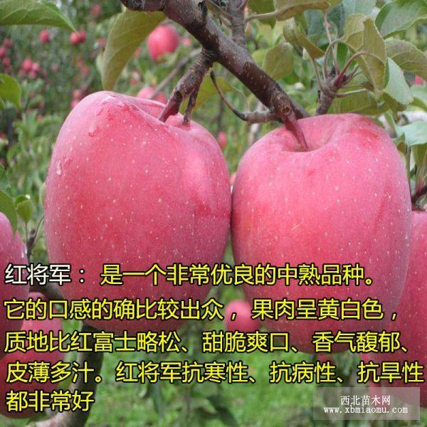 红将军苹果苗