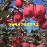 长富苹果苗价格