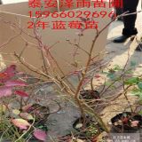 江蘇適合種植什么藍(lán)莓品種 奧尼爾藍(lán)莓樹苗批發(fā)