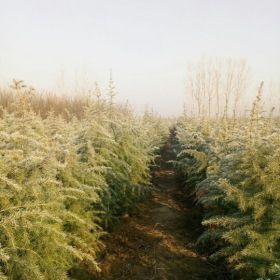 出售优质雪松1---2米，统一大田定植，冠幅大，树形好、