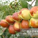 棗樹苗價(jià)格?。棙涿缍嗌馘X一棵？