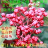 出售花椒苗，花椒苗，花椒苗价格