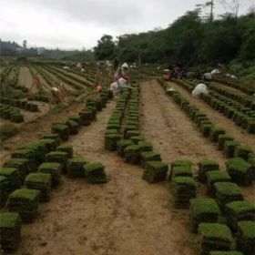 黄冈草皮 黄冈马尼拉草皮