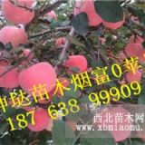 煙富0蘋(píng)果苗多少錢(qián)一棵、煙富0蘋(píng)果苗價(jià)格