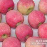 煙富0號(hào)蘋果苗 煙富0號(hào)蘋果樹苗新品種