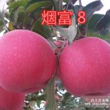 新品種煙富8號(hào)蘋果苗、煙富8號(hào)蘋果樹(shù)苗多少錢一棵