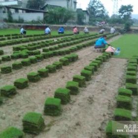 铜陵草皮 铜陵马尼拉草皮