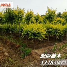 供应金叶榆-金叶榆价格-供应金叶榆基地