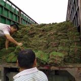 永州草皮 永州馬尼拉草皮